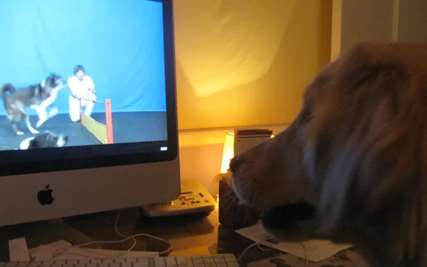 DogTV: televisión canina