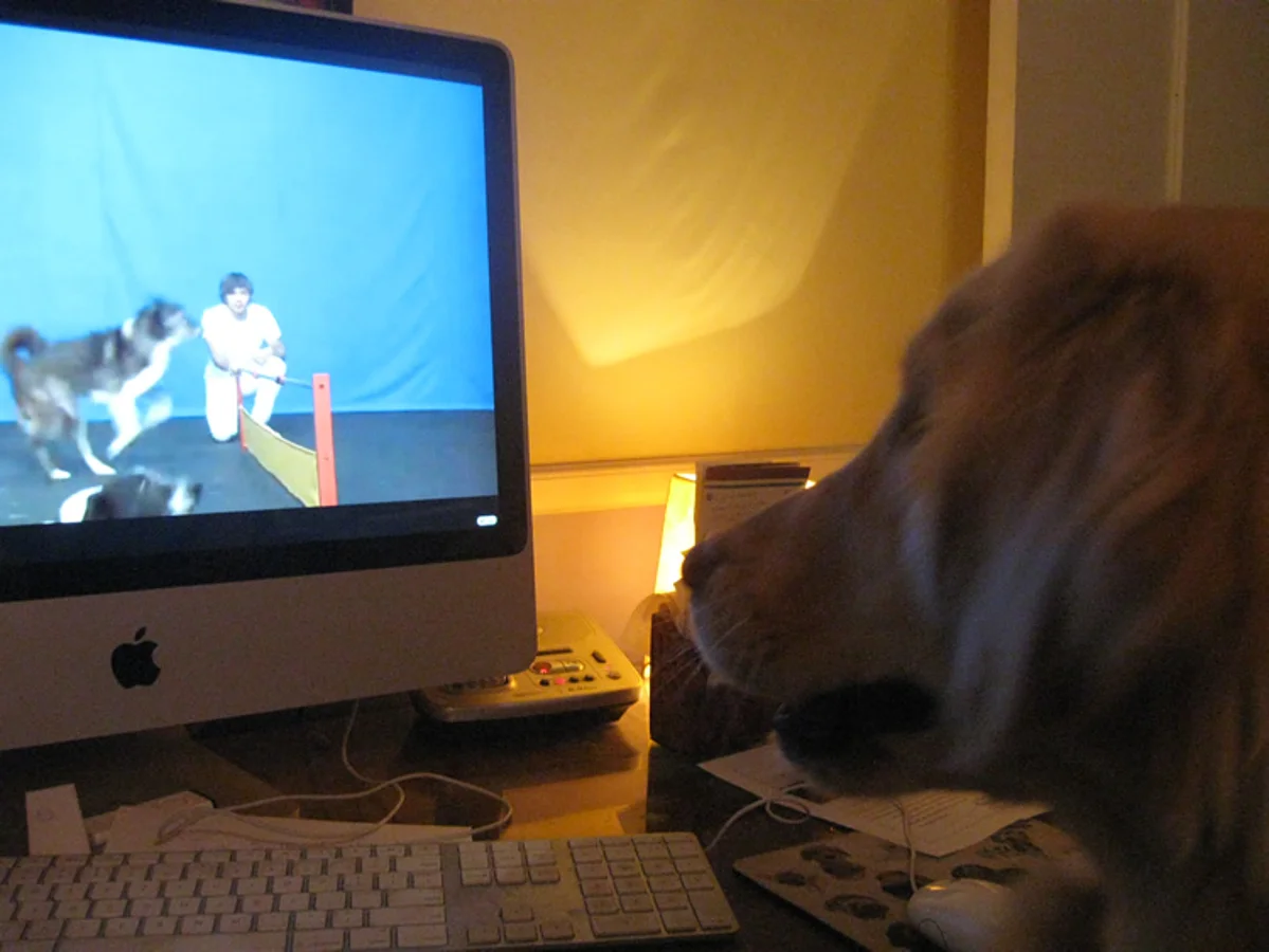 DogTV: televisión canina